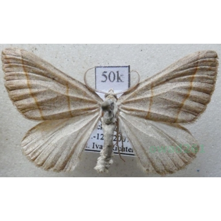 Scotopteryx mucronata (Scopoli, 1763) male Pomiernik szaniec Hungaria50k